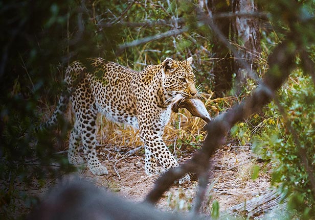 PANORAMA ROUTE TOUR / 
                KRUGER NATIONAL PARK