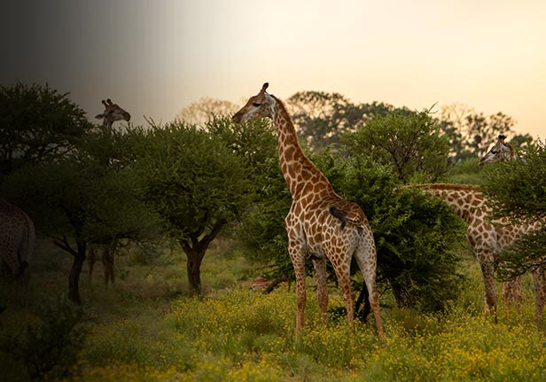 MPUMALANGA BREAKAWAY